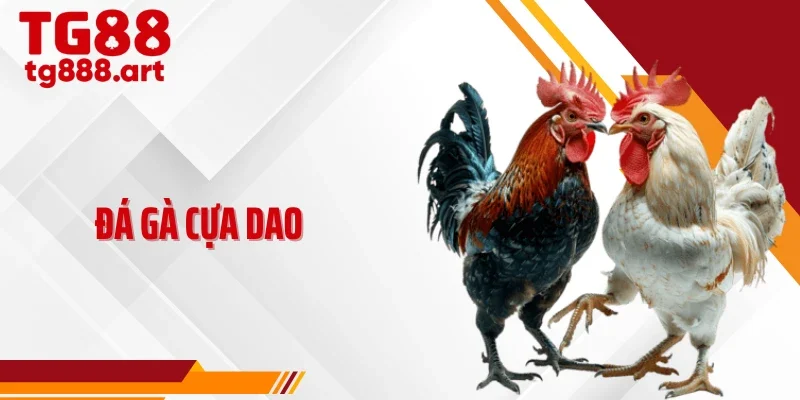 Đá Gà Cựa Dao - Tốc Độ, Sát Phạt Và Tính Toán Từng Giây